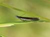Sophronia semicostella